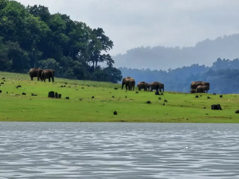 Eco Nature Discovery Camp Jim Corbett National Park 7 768x576