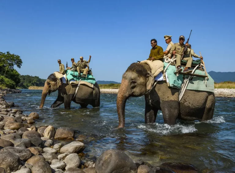 Eco Nature Discovery Camp Jim Corbett National Park 9 768x566