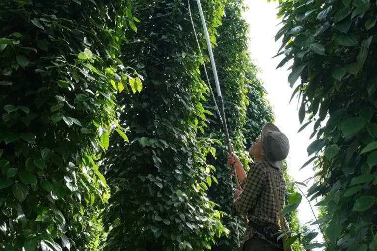Vietnam Coffee and Pepper Plantation Tour 1 768x512