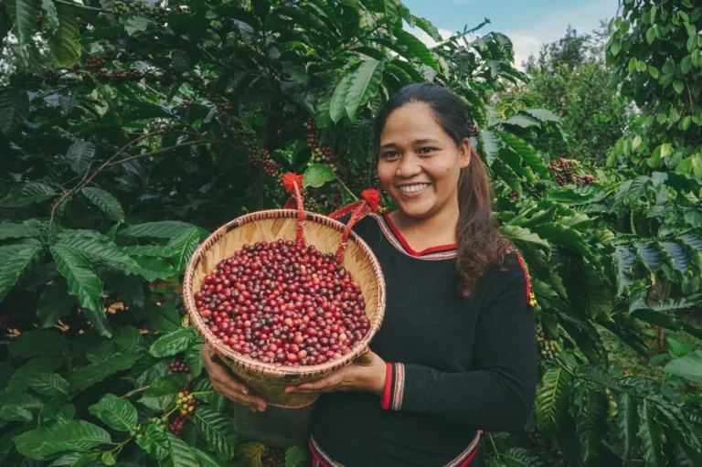 Vietnam Coffee and Pepper Plantation Tour 11 768x511