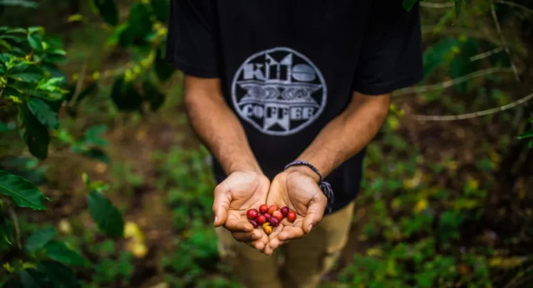 Vietnam Coffee and Pepper Plantation Tour 13 768x415