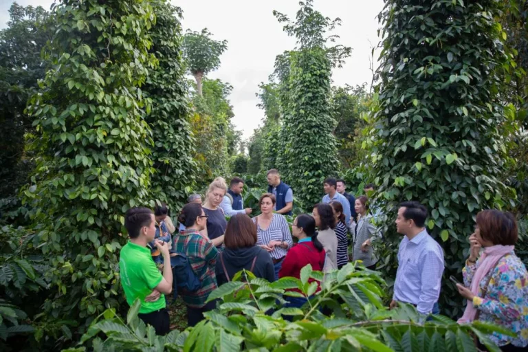 Vietnam Coffee and Pepper Plantation Tour 2 768x512