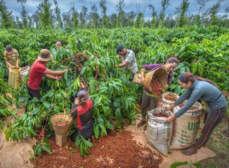 Vietnam Coffee and Pepper Plantation Tour 5 768x565