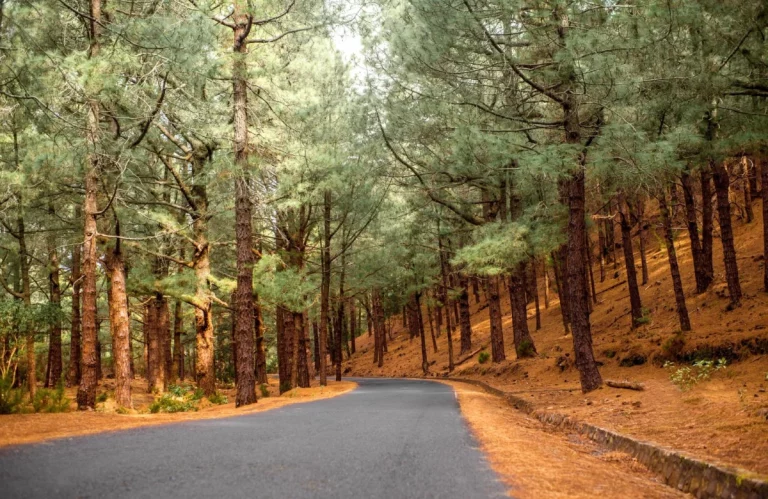 Kumaon Tour Package Nainital Ranikhet Kausani Jim Corbett 5 768x499