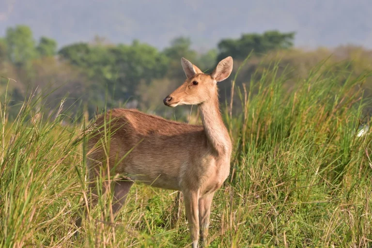 Shillong and Kaziranga Tour Package Women Only 2 768x512