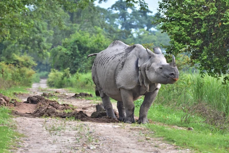 Shillong and Kaziranga Tour Package Women Only 3 768x512