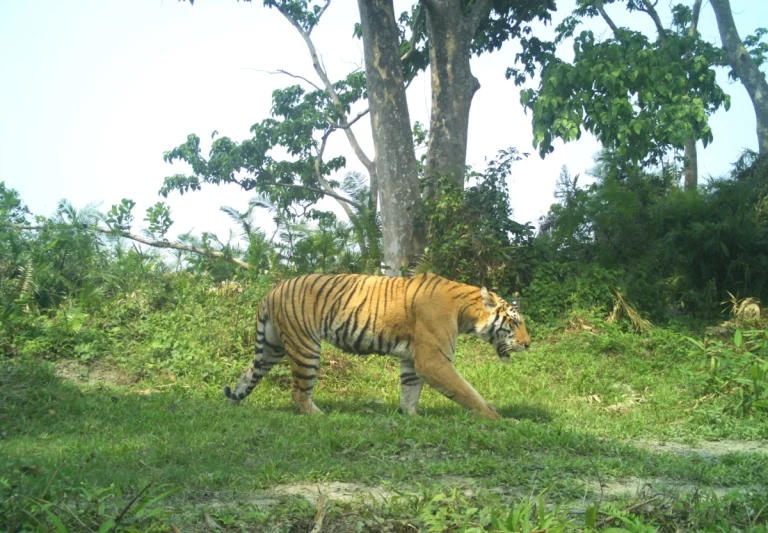 Shillong and Kaziranga Tour Package Women Only 6 768x533