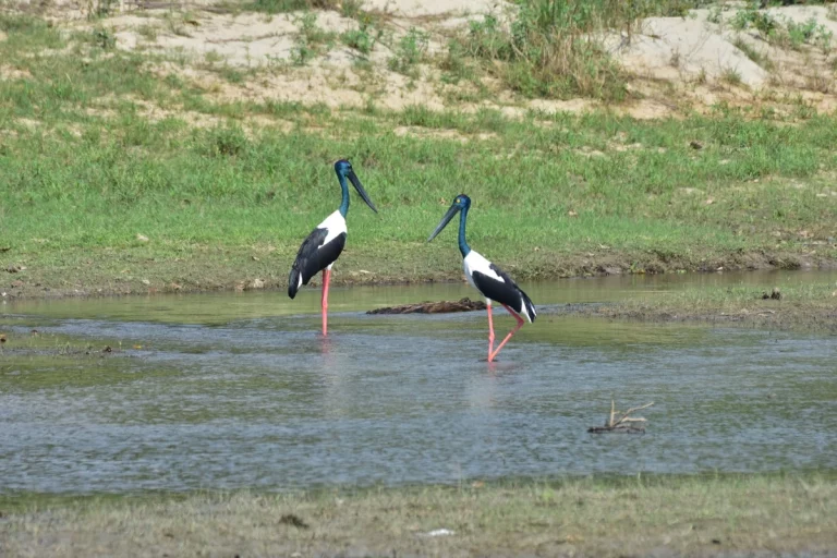 Shillong and Kaziranga Tour Package Women Only 7 768x512
