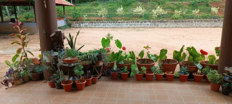 Agani Reserve Homestay Sakleshpur 15 768x346