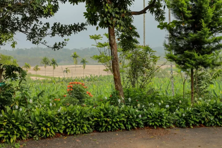 Kudajadri Drizzle Homestay Wayanad 25 768x512