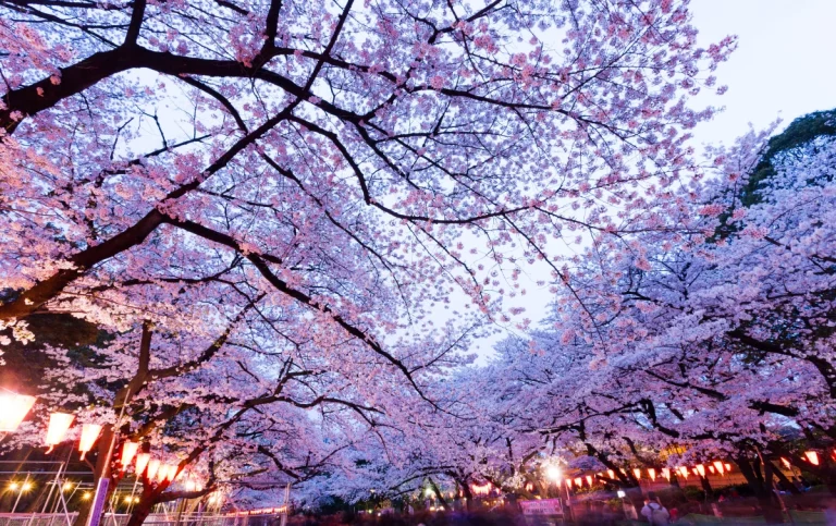 Blooming Japan Cherry Blossom Special Package Tour 16 768x483