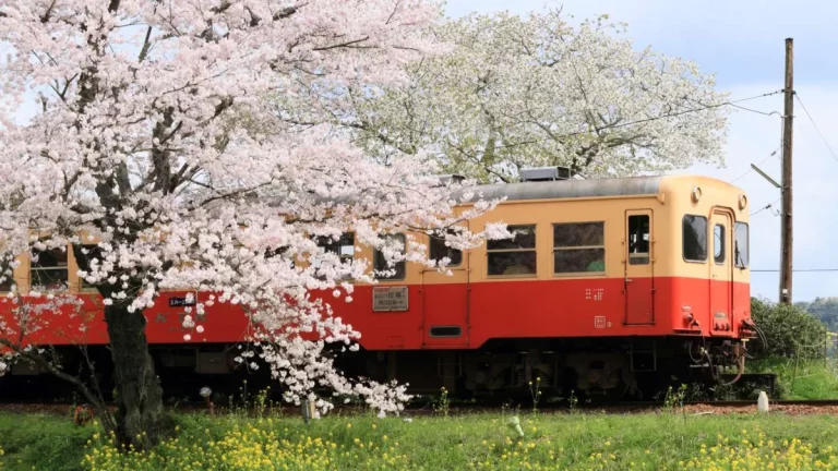 Blooming Japan Cherry Blossom Special Package Tour 3 768x432
