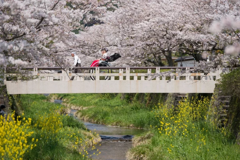 Blooming Japan Cherry Blossom Special Package Tour 5 768x512
