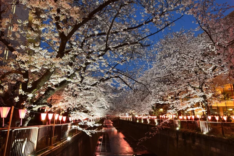 Blooming Japan Cherry Blossom Special Package Tour 9 768x512
