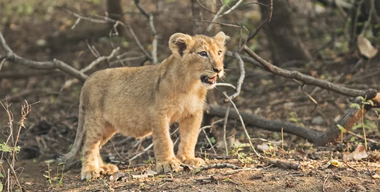 Glimpse of Gujarat Package Tour 7 Nights 8 Days 3 768x389