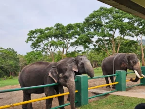 Elephant Whispering: A Weekend in the Mudumalai Wilds