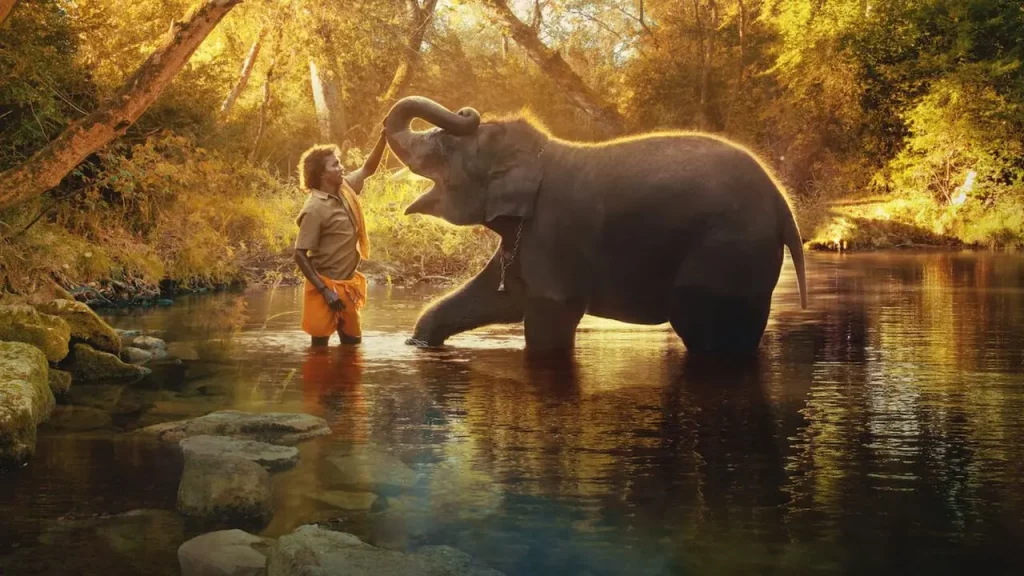 Theppakadu Elephant Camp From The Elephant Whisperers