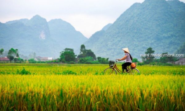 Vietnam-visa-local-woman-rice-field