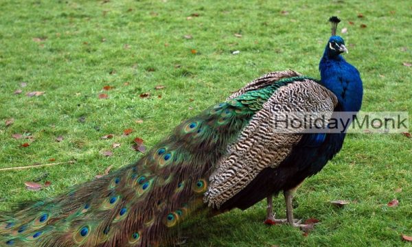 peacock-11